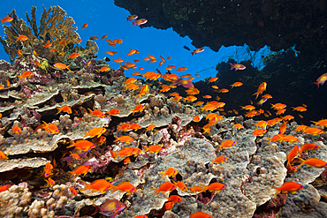 Lyretail Anthias over Coral Reef, Pseudanthias squamipinnis, Red Sea, Dahab, Egypt