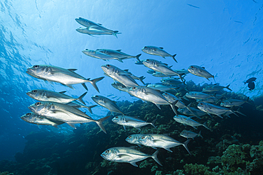 Shoal of Bigeye Trevally, Caranx sexfasciatus, Red Sea, Ras Mohammed, Egypt