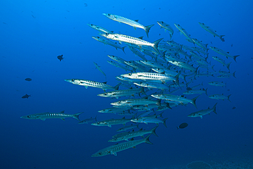 Shoal of Blackfin Barracuda, Sphyraena qenie, Red Sea, Ras Mohammed, Egypt