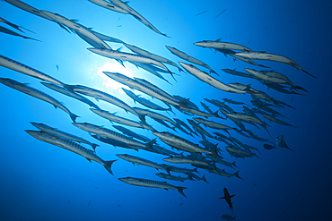 Shoal of Blackfin Barracuda, Sphyraena qenie, Red Sea, Ras Mohammed, Egypt