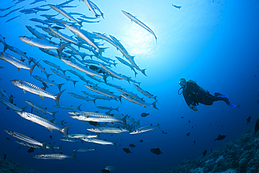 Shoal of Blackfin Barracuda, Sphyraena qenie, Red Sea, Ras Mohammed, Egypt