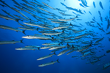 Shoal of Blackfin Barracuda, Sphyraena qenie, Red Sea, Ras Mohammed, Egypt