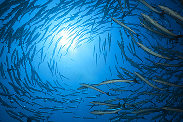 Shoal of Blackfin Barracuda, Sphyraena qenie, Red Sea, Ras Mohammed, Egypt