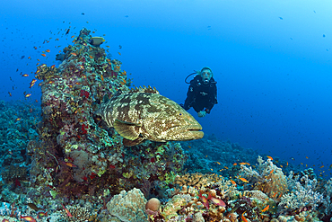 Scuba Diver and Malabar Grouper, Epinephelus malabaricus, Red Sea, Ras Mohammed, Egypt