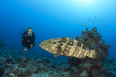 Scuba Diver and Malabar Grouper, Epinephelus malabaricus, Red Sea, Ras Mohammed, Egypt