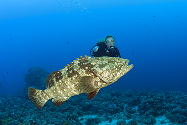 Scuba Diver and Malabar Grouper, Epinephelus malabaricus, Red Sea, Ras Mohammed, Egypt