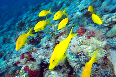 Shoal of Goldspotted Gaotfish, Parupeneus cyclostomus, Red Sea, Ras Mohammed, Egypt