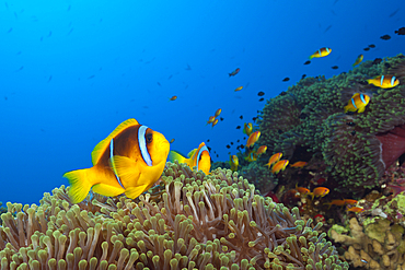 Twobar Anemonefish in Coral Reef, Amphiprion bicinctus, Red Sea, Ras Mohammed, Egypt