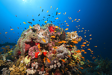 Twobar Anemonefish in Coral Reef, Amphiprion bicinctus, Red Sea, Ras Mohammed, Egypt