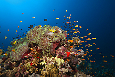 Twobar Anemonefish in Coral Reef, Amphiprion bicinctus, Red Sea, Ras Mohammed, Egypt