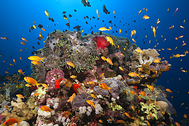 Lyretail Anthias over Coral Reef, Pseudanthias squamipinnis, Red Sea, Ras Mohammed, Egypt