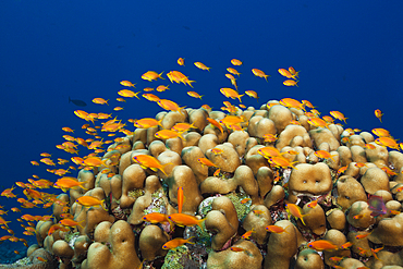 Lyretail Anthias over Coral Reef, Pseudanthias squamipinnis, Red Sea, Ras Mohammed, Egypt