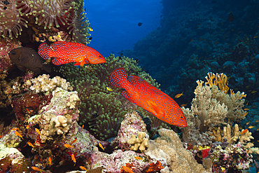 Coral Grouper, Cephalopholis miniata, Red Sea, Ras Mohammed, Egypt