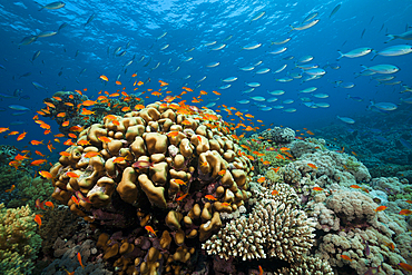 Lyretail Anthias over Coral Reef, Pseudanthias squamipinnis, Red Sea, Ras Mohammed, Egypt