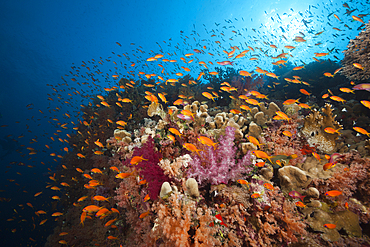 Lyretail Anthias over Coral Reef, Pseudanthias squamipinnis, Red Sea, Ras Mohammed, Egypt