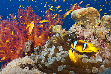 Twobar Anemonefish in Coral Reef, Amphiprion bicinctus, Red Sea, Ras Mohammed, Egypt