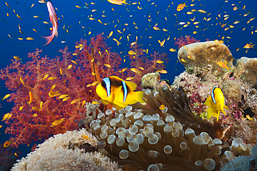 Twobar Anemonefish in Coral Reef, Amphiprion bicinctus, Red Sea, Ras Mohammed, Egypt