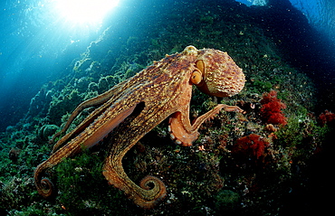 Octopus, Octopus vulgaris, Croatia, Istria, Mediterranean Sea