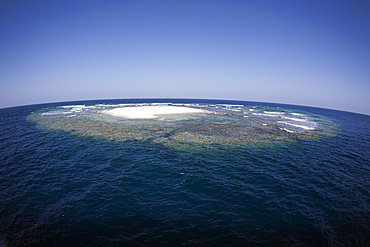 Angarosh Reef, Red Sea, Sudan