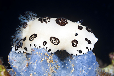 Black and white Nudibranch, Jorunna funebris, Sanganeb, Red Sea, Sudan