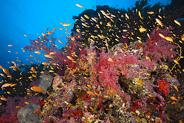 Lyretail Anthias over Coral Reef, Pseudanthias squamipinnis, Sanganeb, Red Sea, Sudan