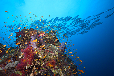 Lyretail Anthias over Coral Reef, Pseudanthias squamipinnis, Sanganeb, Red Sea, Sudan