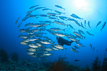 Scuba Diver and Shoal of Bigeye Trevally, Caranx sexfasciatus, Sanganeb, Red Sea, Sudan