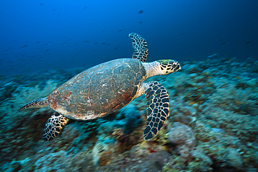 Hawksbill Sea Turtle, Eretmochelys imbricata, Sanganeb, Red Sea, Sudan