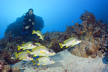 Scuba Diver and Blackspotted Sweetlips, Plectorhinchus gaterinus, Sanganeb, Red Sea, Sudan