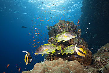 Blackspotted Sweetlips, Plectorhinchus gaterinus, Sanganeb, Red Sea, Sudan