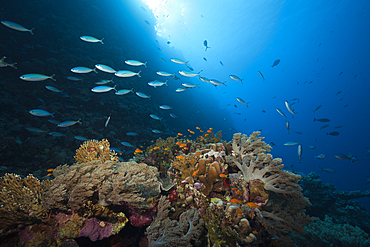 Fusiliers over Coral Reef, Sanganeb, Red Sea, Sudan