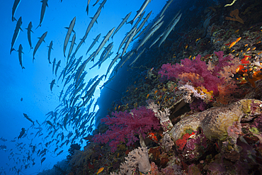 Shoal of Blackfin Barracuda, Sphyraena qenie, Sanganeb, Red Sea, Sudan