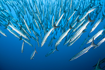 Shoal of Blackfin Barracuda, Sphyraena qenie, Shaab Rumi, Red Sea, Sudan