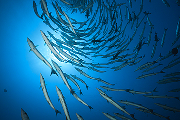 Shoal of Blackfin Barracuda, Sphyraena qenie, Shaab Rumi, Red Sea, Sudan