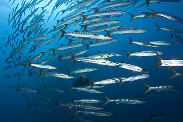 Scuba Diver and Shoal of Blackfin Barracuda, Sphyraena qenie, Shaab Rumi, Red Sea, Sudan