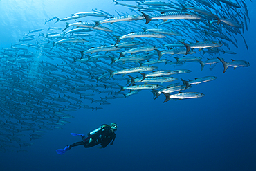 Scuba Diver and Shoal of Blackfin Barracuda, Sphyraena qenie, Shaab Rumi, Red Sea, Sudan