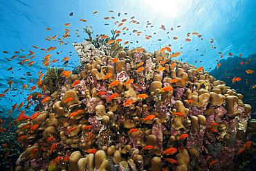 Lyretail Anthias over Coral Reef, Pseudanthias squamipinnis, Shaab Rumi, Red Sea, Sudan