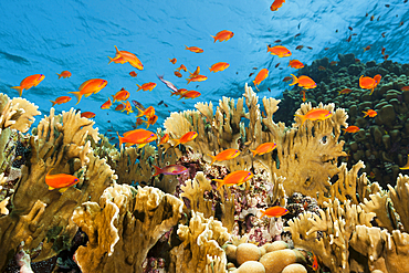 Lyretail Anthias over Coral Reef, Pseudanthias squamipinnis, Shaab Rumi, Red Sea, Sudan