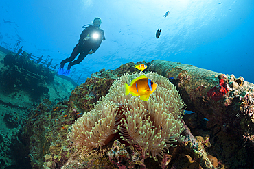 Scuba Diver at Umbria Wreck, Wingate Reef, Red Sea, Sudan