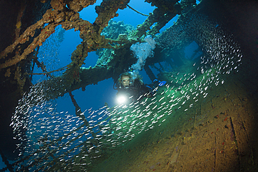 Scuba Diver at Umbria Wreck, Wingate Reef, Red Sea, Sudan