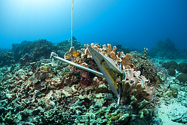 Anchor in Coral Reef, Indo Pacific, Indonesia