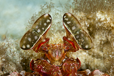 Stalked Eyes of Spearing Mantis Shrimp, Lysiosquillina sp., Ambon, Moluccas, Indonesia