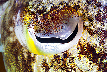 Eye of Cuttlefish, Sepia sp., Ambon, Moluccas, Indonesia