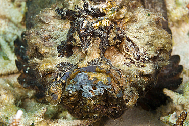 Reef Stonefish, Synanceia verrucosa, Ambon, Moluccas, Indonesia