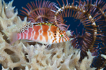 Threadfin Hawkfish, Cirrhitychthys aprinus, Ambon, Moluccas, Indonesia