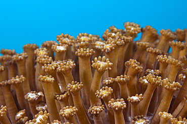 Close up of Flower Pot Coral Polyps, Goniopora sp., Ambon, Moluccas, Indonesia