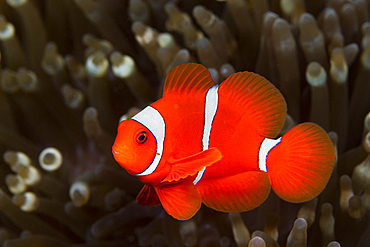 Spinecheek Clownfish, Premnas aculeatus, Ambon, Moluccas, Indonesia