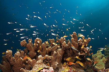 Red Spot Cardinalfish surrounding Coral Reef, Apogon parvulus, Ambon, Moluccas, Indonesia