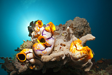 Golden Sea Squirts, Polycarpa aurata, Ambon, Moluccas, Indonesia