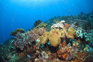 Volcanic Gas Bubbles in Coral Reef, Ambon, Moluccas, Indonesia